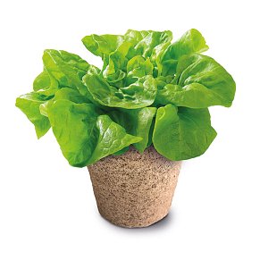 MEGA BIO GREENHOUSE - Scienza & Gioco